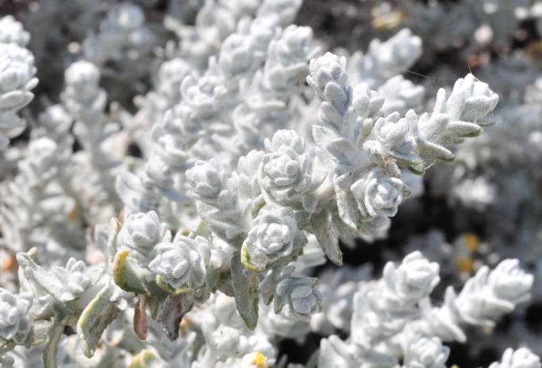 Achillea maritima / Santolina delle spiagge